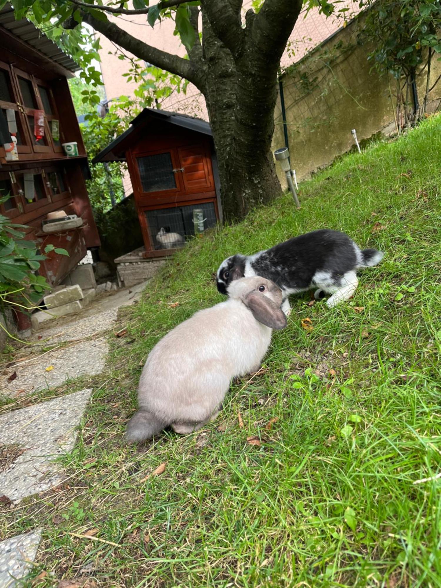 Apartma Lavanda Koper Bagian luar foto